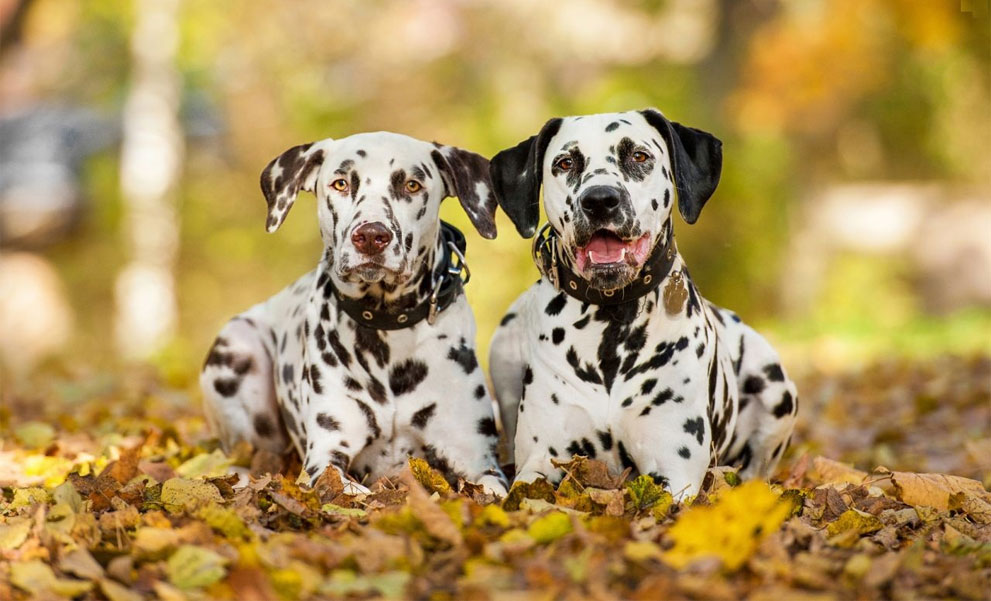 dalmatien