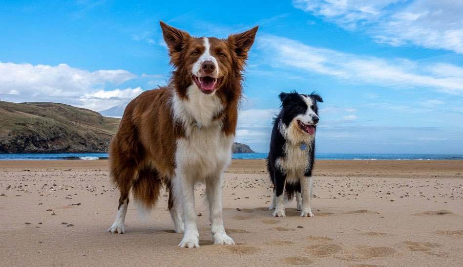 Le Border Collie est le chien le plus intelligent du monde.