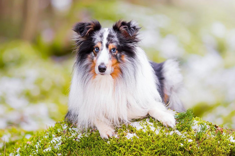Sheltie