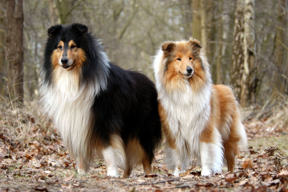 Collie (Lassie)
