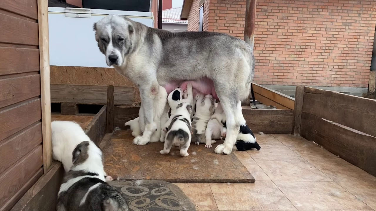 Mère Alabai et ses chiots