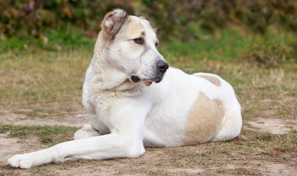 Qu'est-ce qui détermine la durée de vie d'un berger d'Asie centrale ?