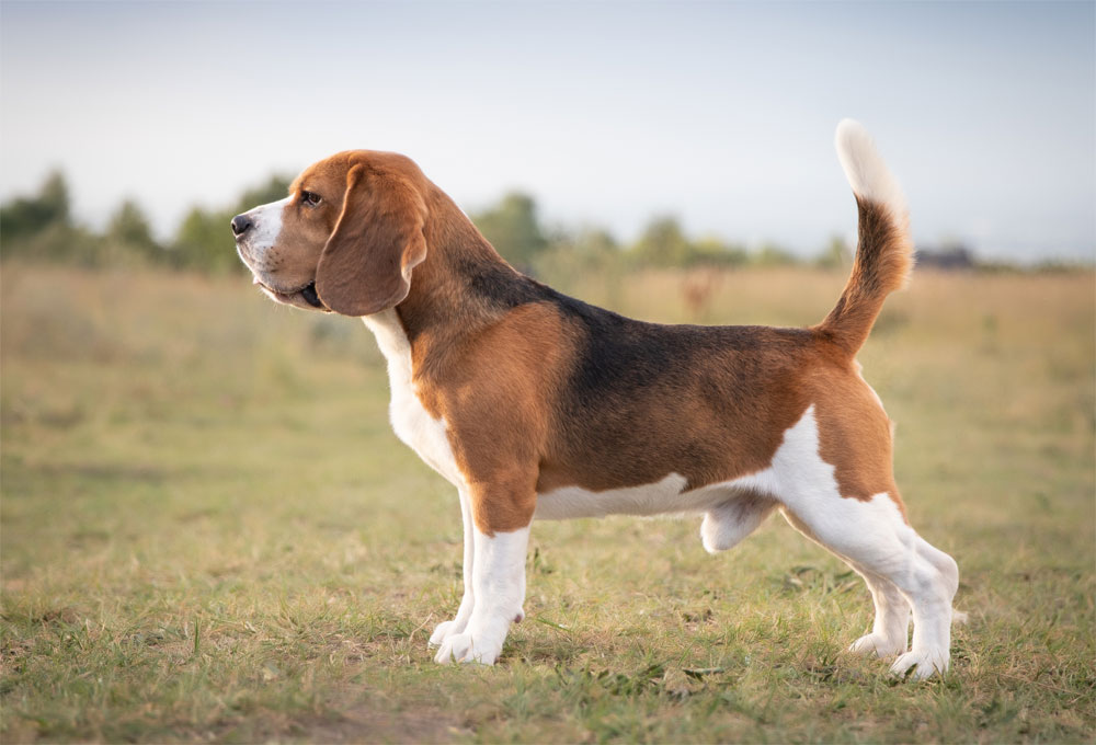 chien beagle