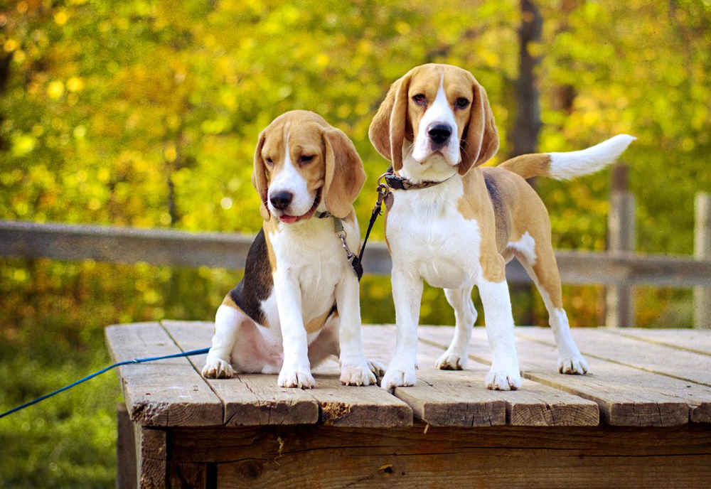 Comment prolonger la vie d'un Beagle