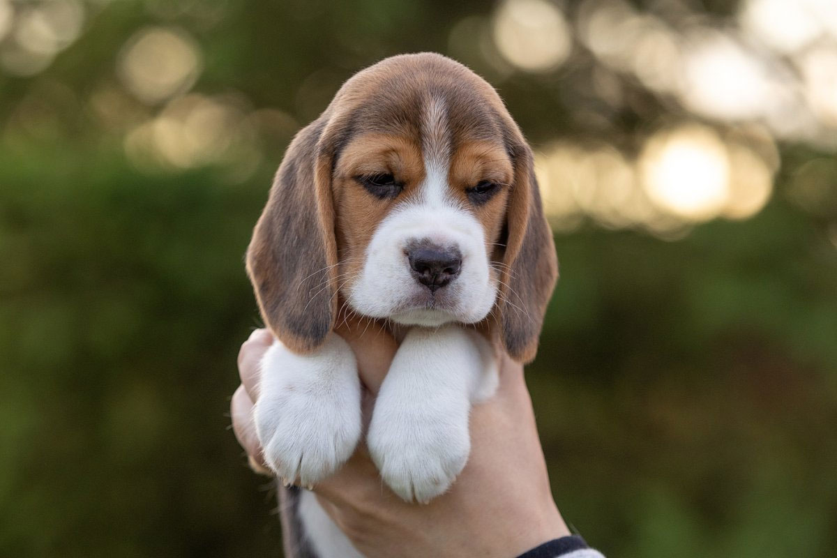 chiot Beagle