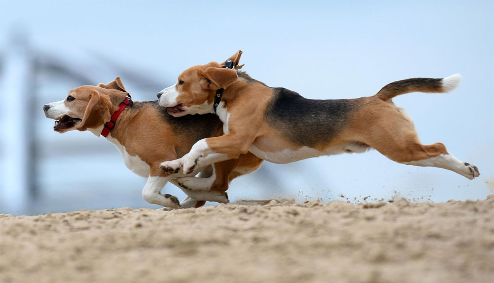 Race Beagle : caractère, entretien, espérance de vie