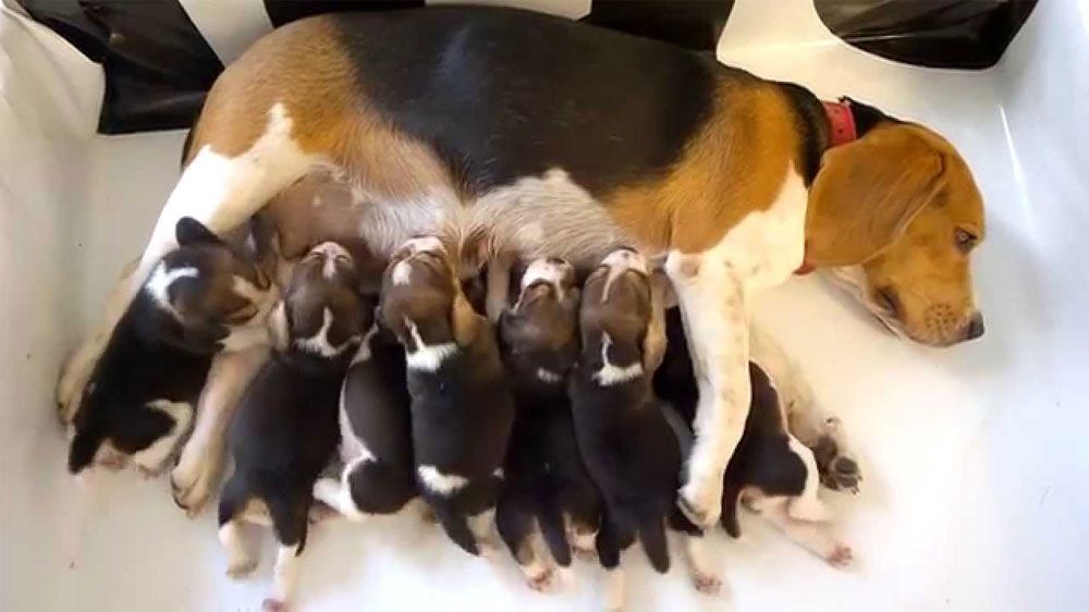 Mère beagle et ses chiots