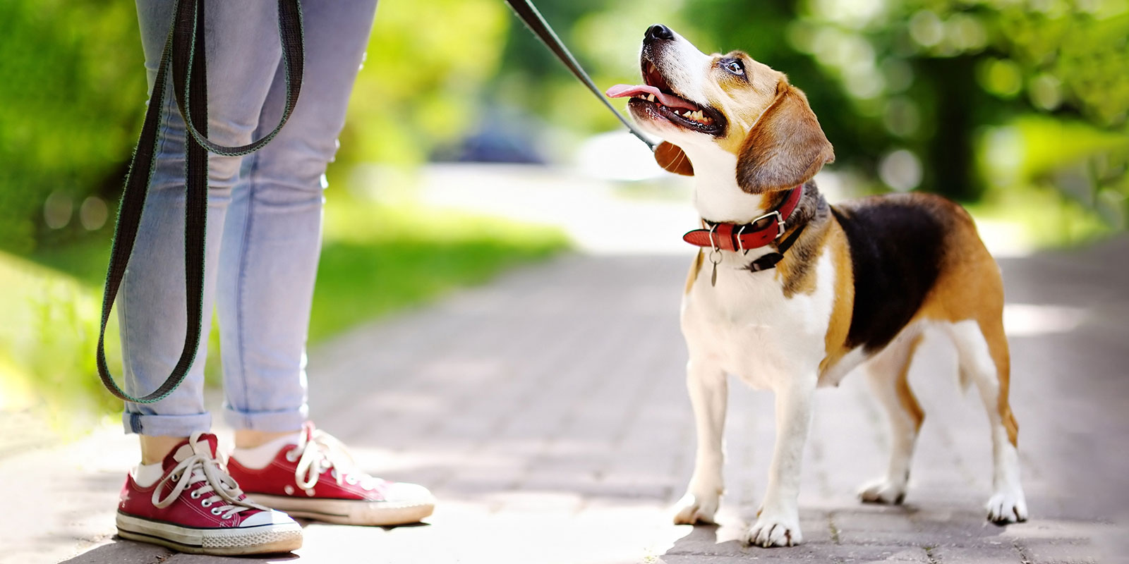 Comment promener un chien correctement