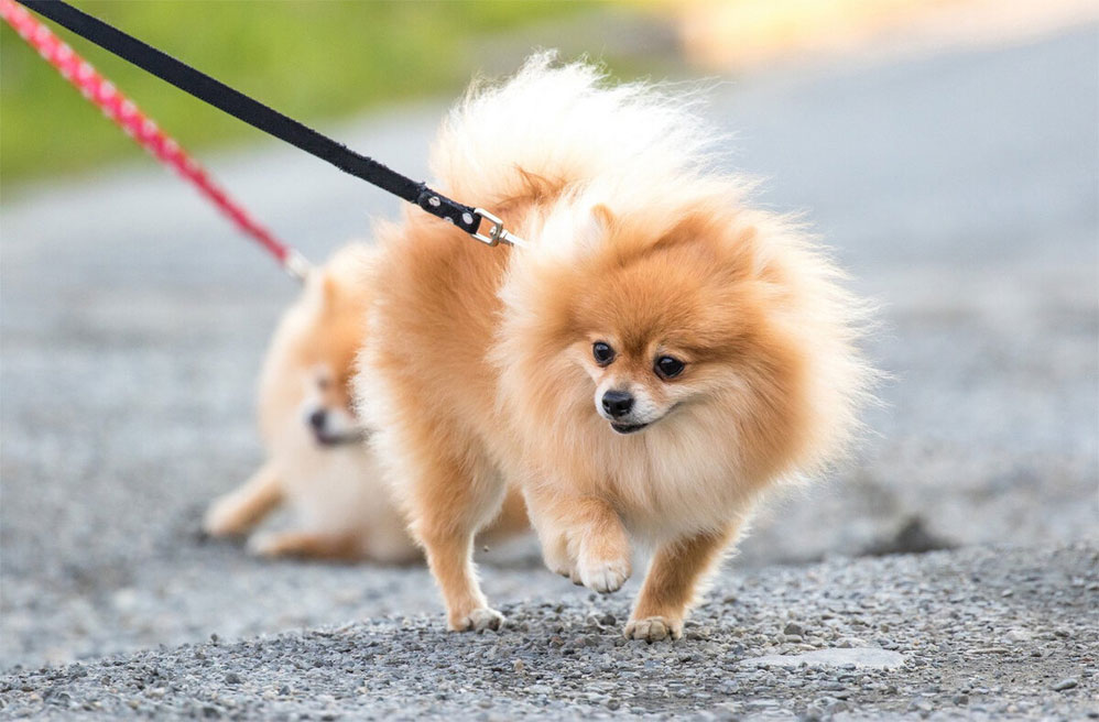 À quelle fréquence faut-il promener un chien qui utilise un tapis de propreté ?