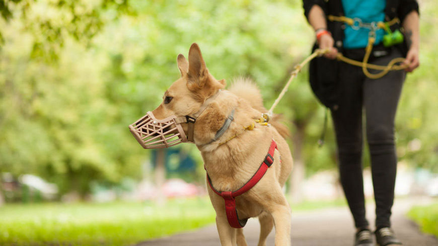 Règles de promenade du chien
