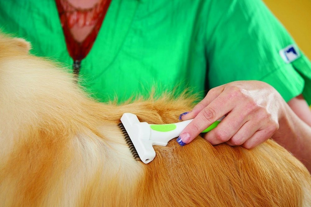 Un chien près d'un toiletteur