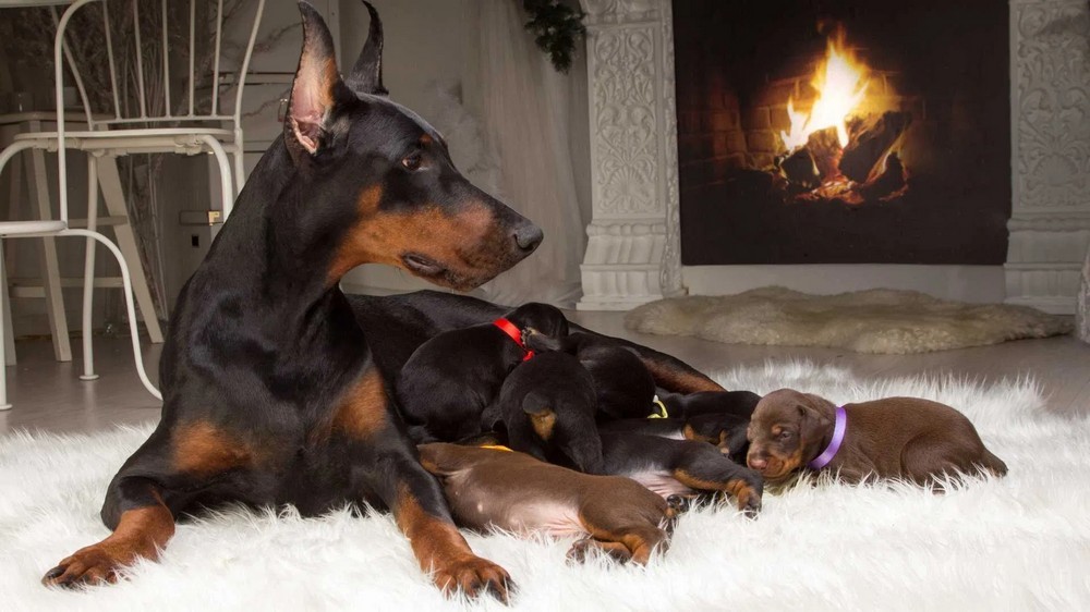 Doberman avec des chiots