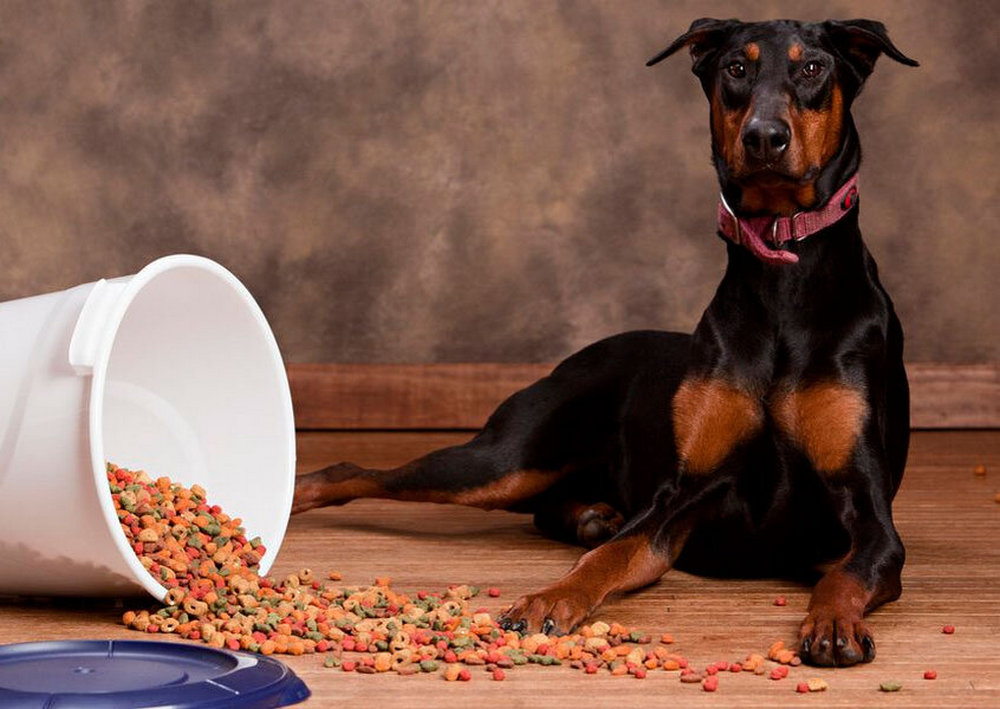Doberman près de la nourriture