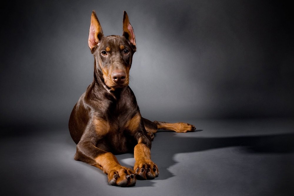 chien Doberman