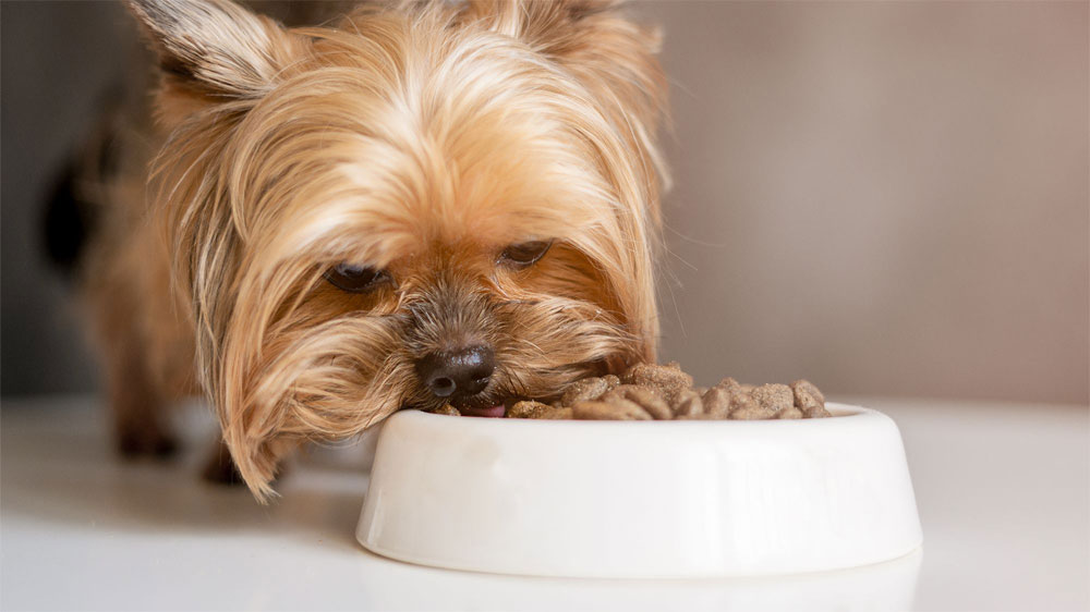 Que donner à manger à un Yorkshire Terrier à la maison