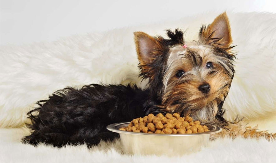 Que donner à manger à un chiot Yorkshire ?