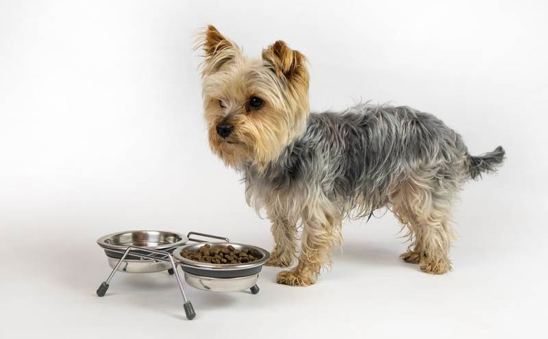 Alimentation des Yorkshire Terriers âgés