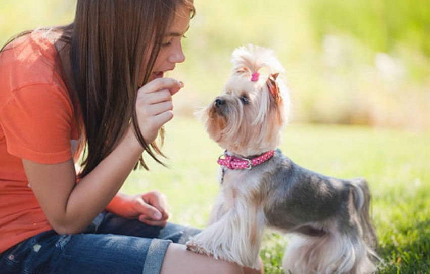 Ce qu'il ne faut pas donner à manger à un Yorkshire