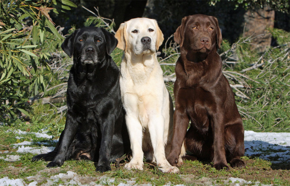 Labradors