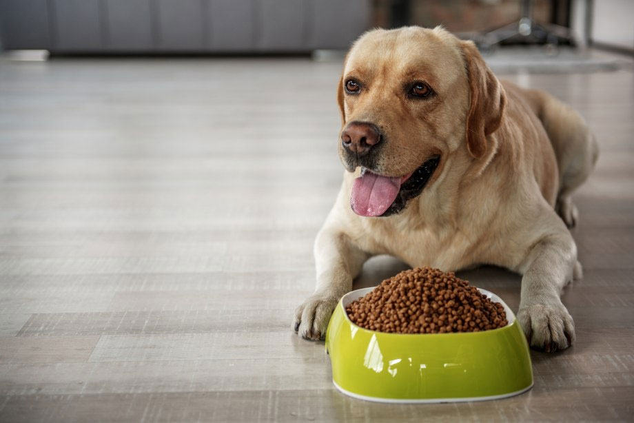 La meilleure alimentation pour les Labradors retrievers