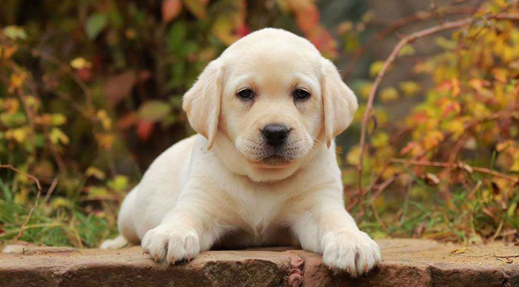 Que donner à manger à un chiot Labrador ?