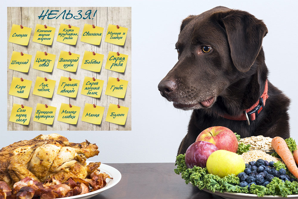 Ce qu'il ne faut pas donner à manger à son chien