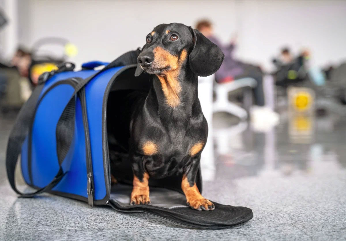 Comment transporter un chien en train