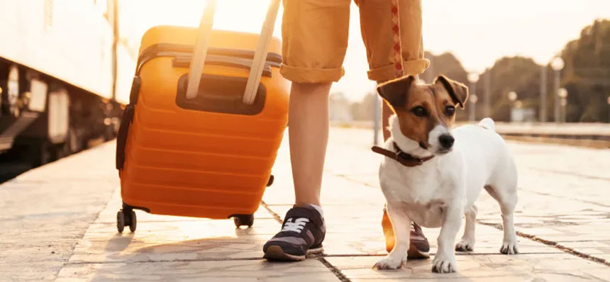 Comment voyager avec un chien