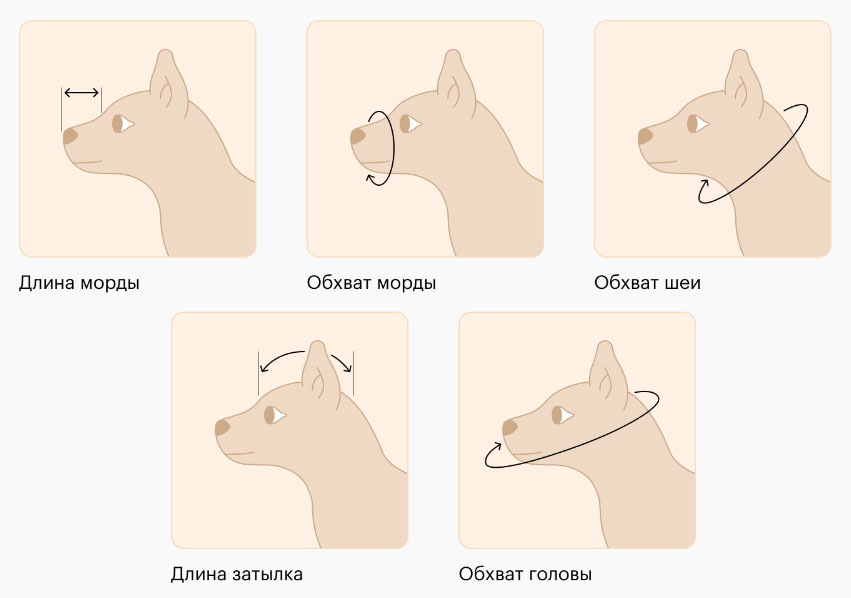 Comment mesurer le museau d'un chien