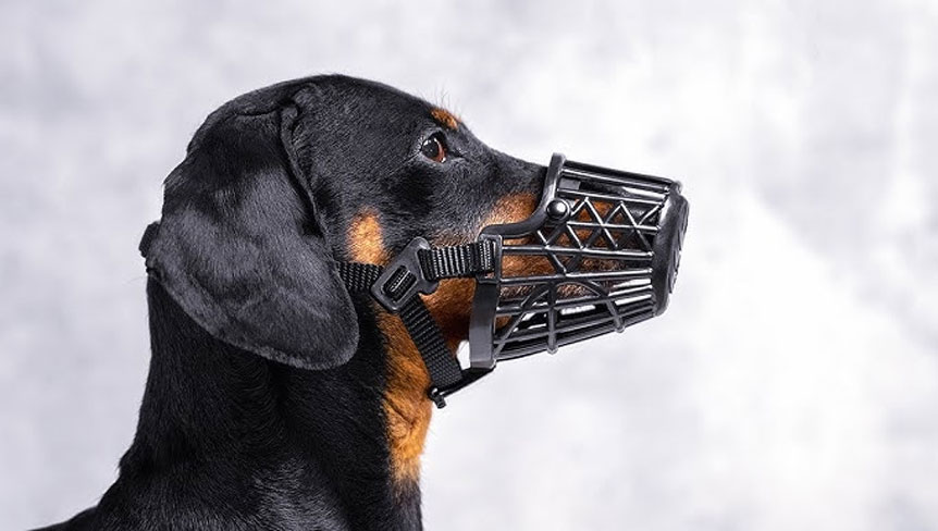 Muselière en plastique