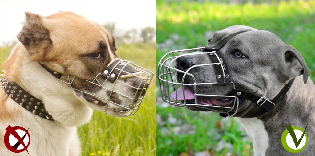 Comment choisir le bon canon