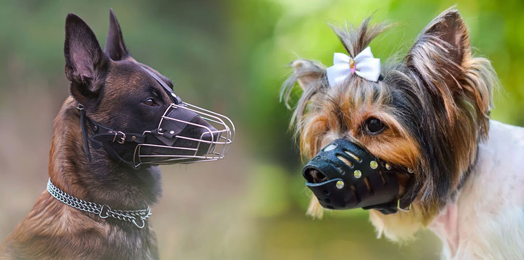Comment choisir une muselière pour un chien