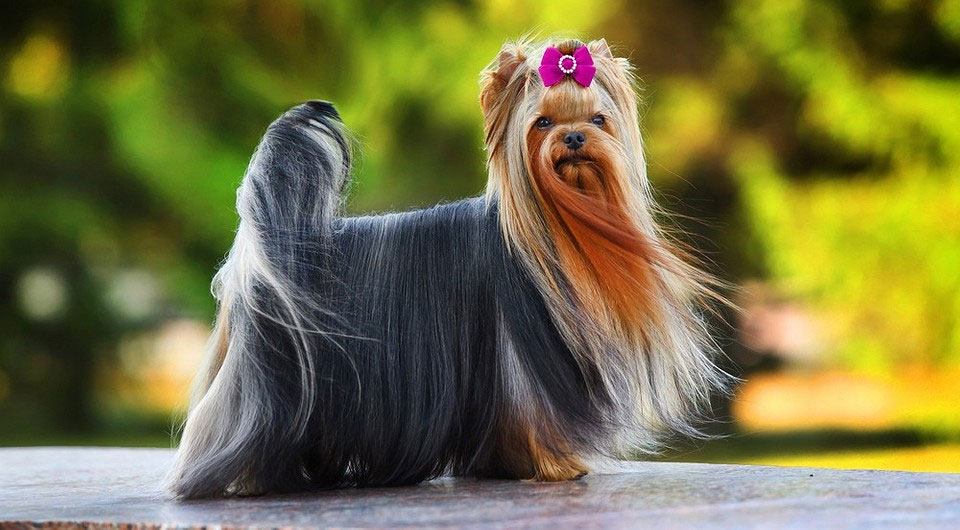 Toilettage du Yorkshire Terrier