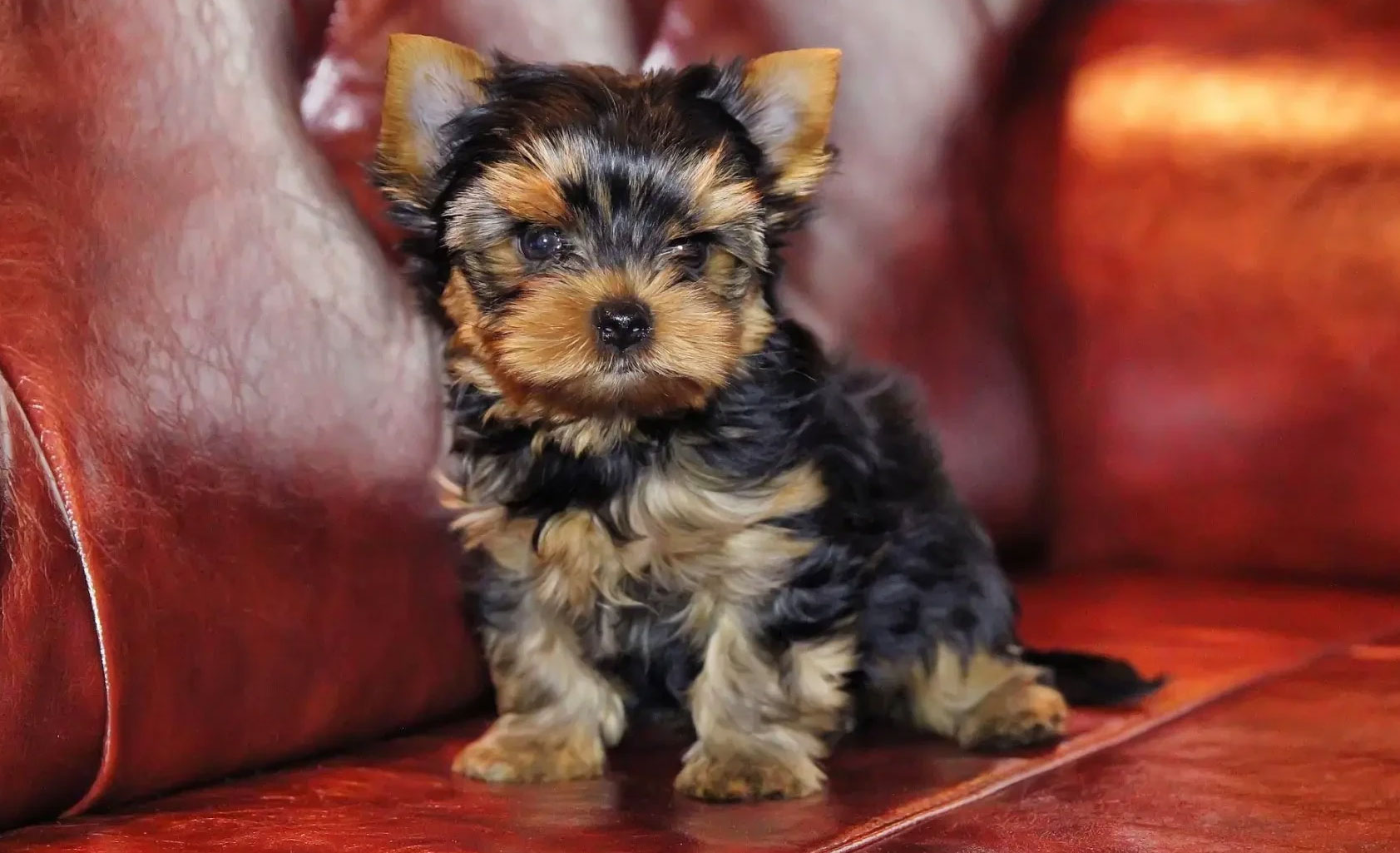 Toilettage d'un chiot Yorkshire