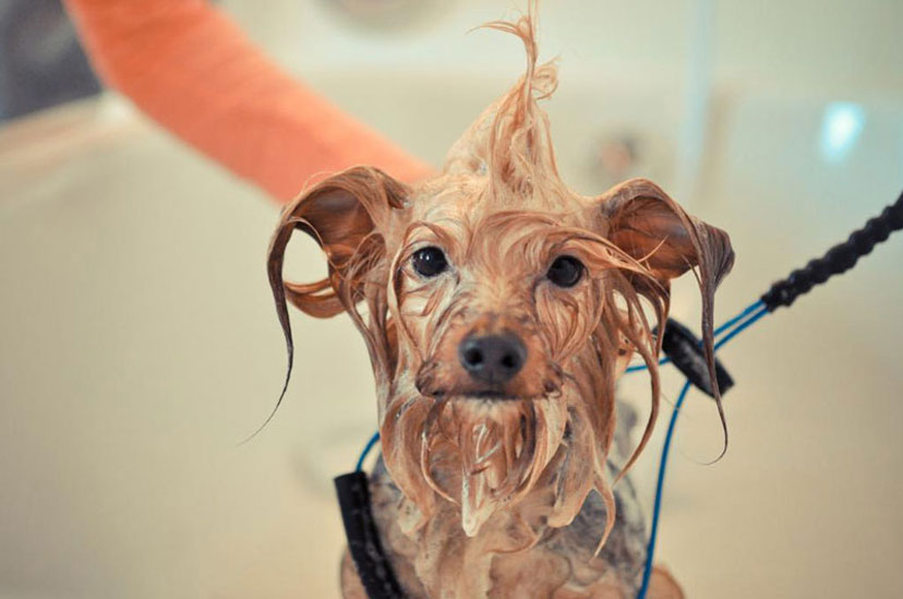 Comment laver un Yorkshire