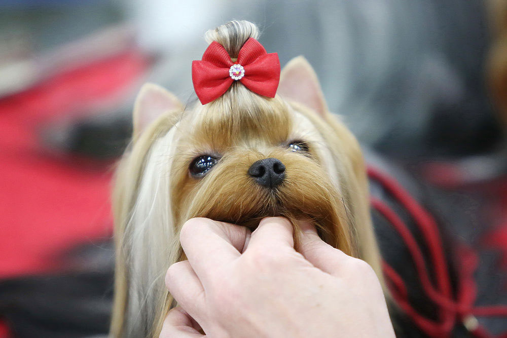 Chignon classique pour un Yorkshire d'exposition