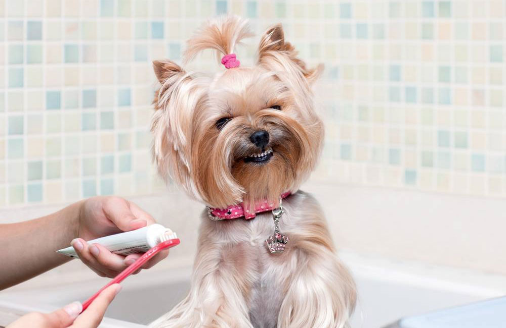 Soins dentaires pour Yorkshire