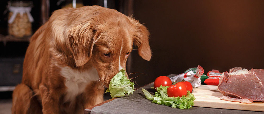 Les légumes dans l'alimentation du chien