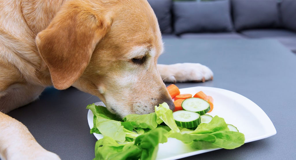 Sources de fibres dans l'alimentation du chien