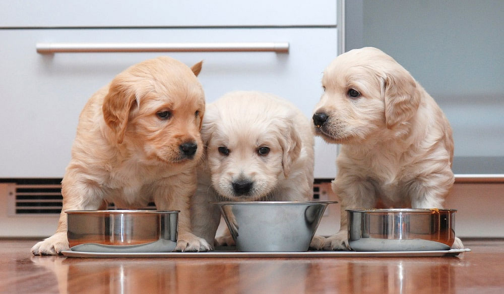Les chiots ont-ils besoin de fibres ?
