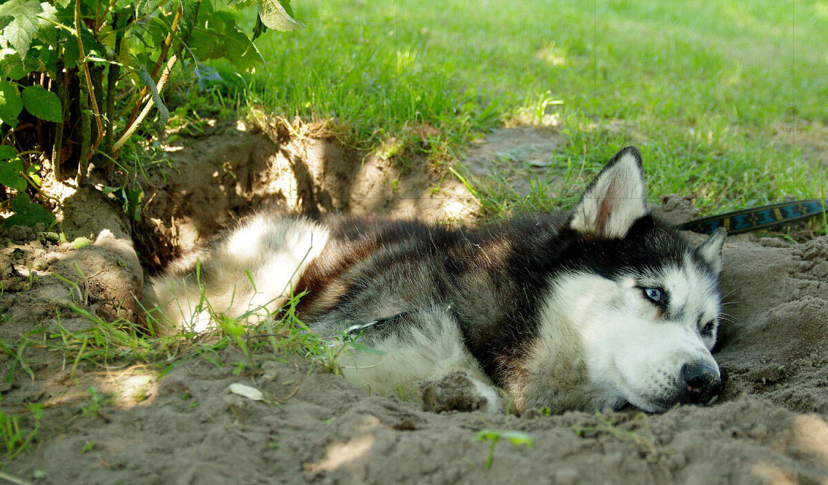 Un chien se repose dans un trou frais