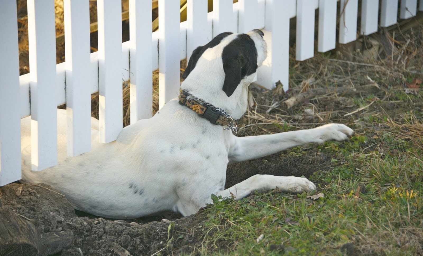Le chien a creusé un trou sous la clôture.