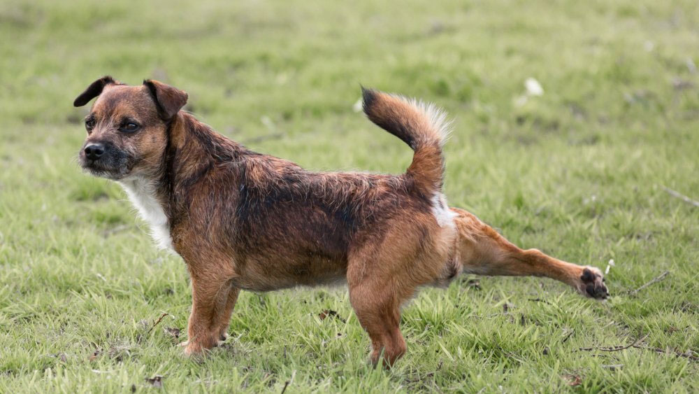 Un chien marque son territoire en grattant le sol avec ses pattes arrière.