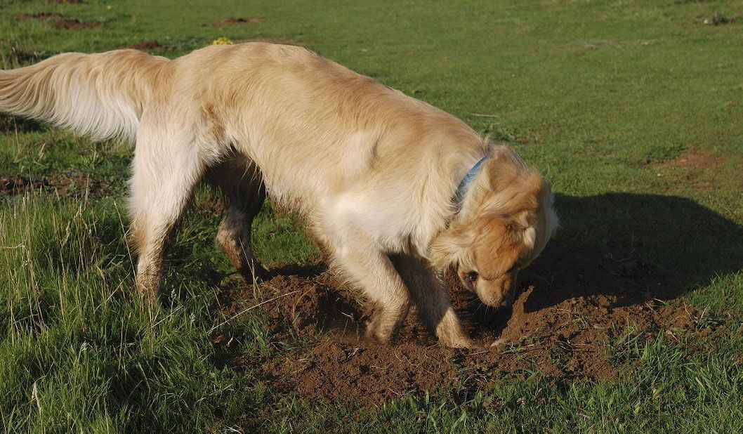 Un chien enterre un os