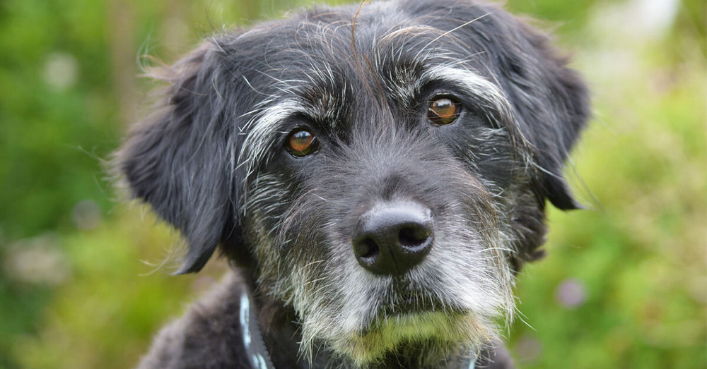 Un chien aux poils gris
