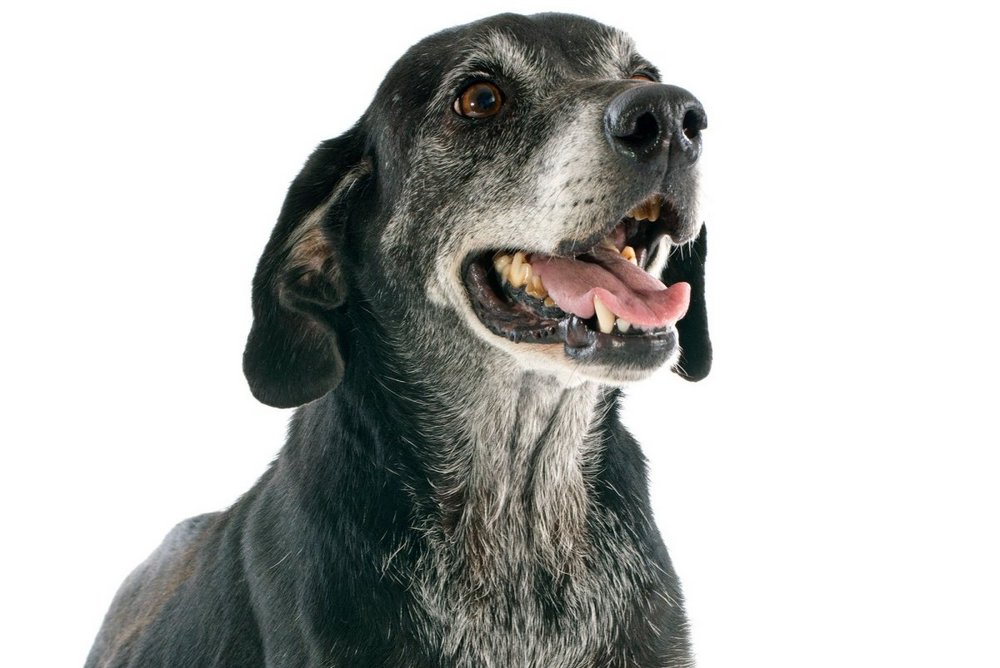 Un chien aux poils gris