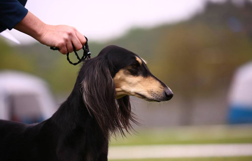 Comment choisir une laisse pour son chien