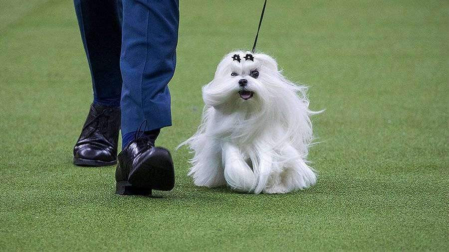 Laisses pour expositions canines : quels types existent et en quoi diffèrent-elles ?