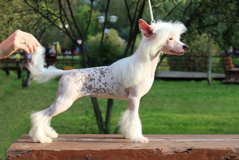 Règles pour choisir et utiliser une laisse pour chien