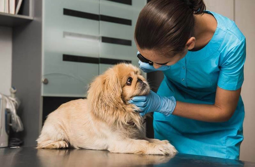Examiner les yeux d'un chien